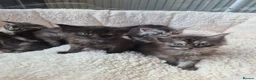 Maine Coon cats for sale: Amazing mainecoon kittens - Advert 1
