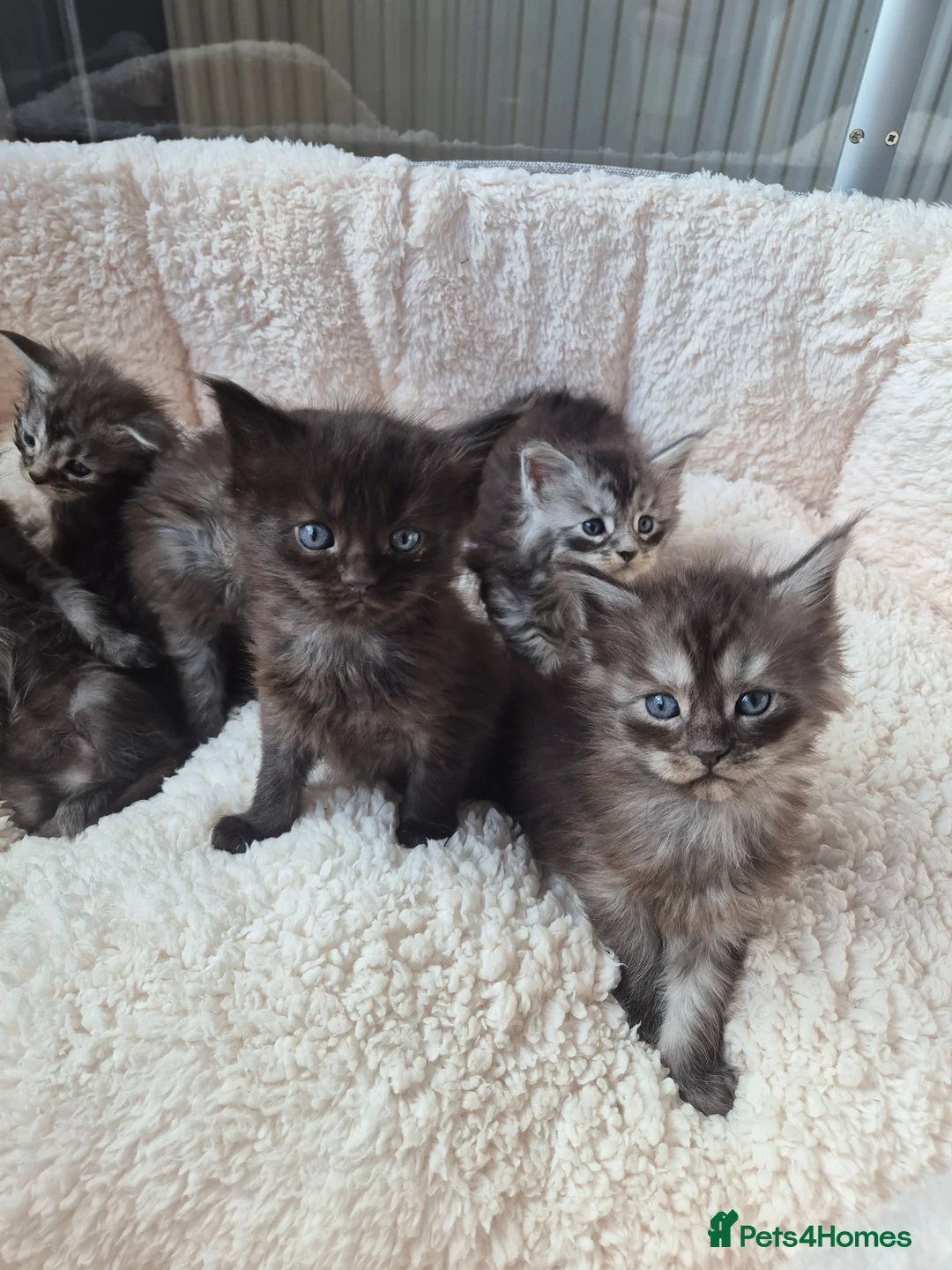 Maine Coon cats for sale: Amazing mainecoon kittens - Advert 1