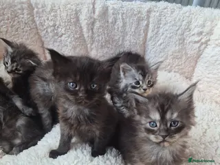 Maine Coon cats Amazing mainecoon kittens - Advert 2