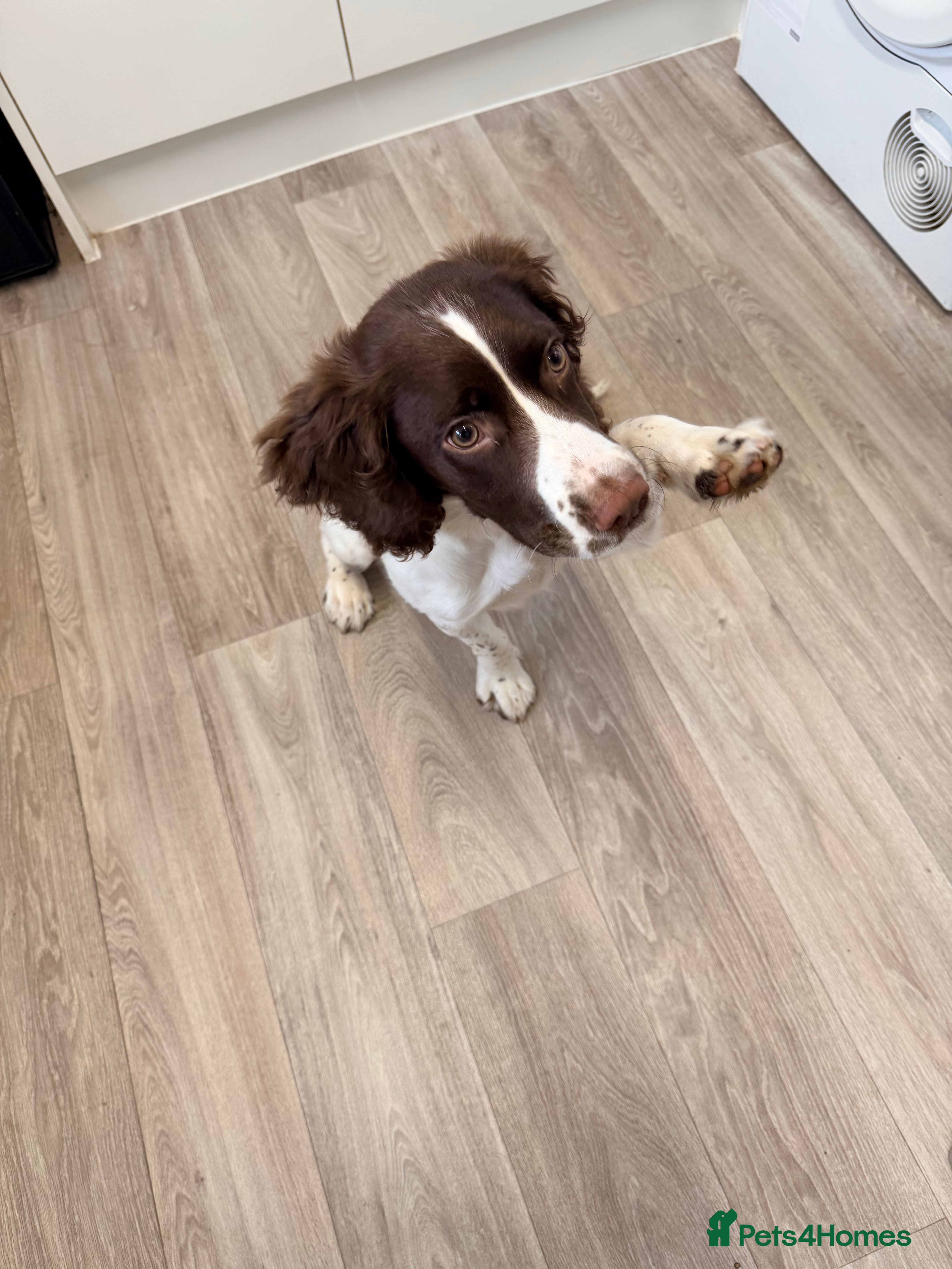 English Springer Spaniel dogs Male english springer spaniel  in Studley - Advert 2