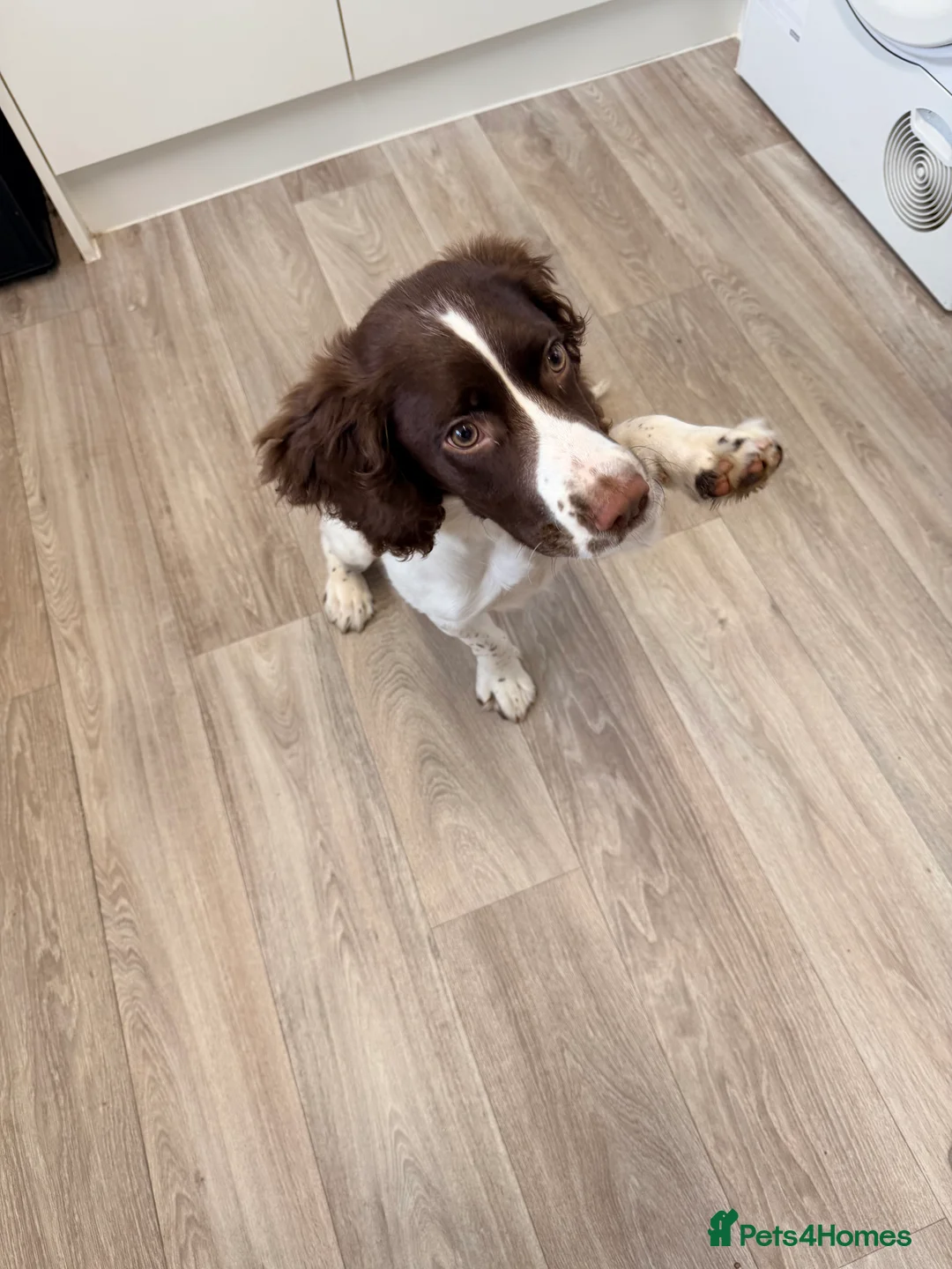 English Springer Spaniel dogs for sale: Male english springer spaniel  in Studley - Advert 1