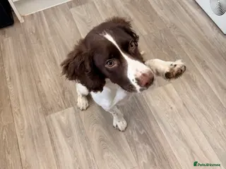 English Springer Spaniel dogs Male english springer spaniel in Studley - Advert 15