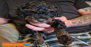 Cockapoo dogs - Advert 12