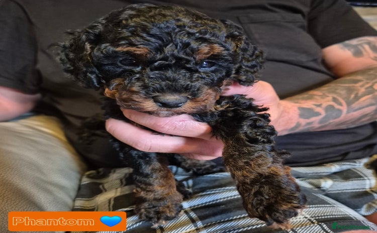 Cockapoo dogs - Advert 7
