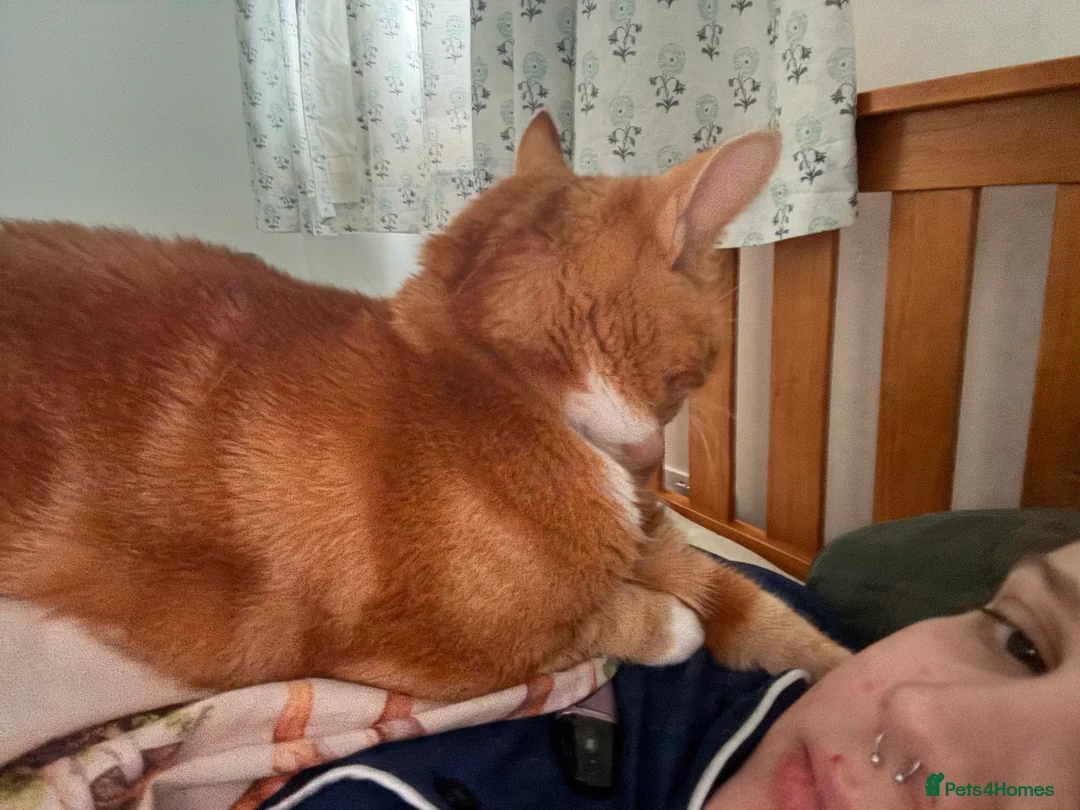 Mixed Breed cats for sale: Marla cat she’s 3 not 2 I can’t change  - Advert 10