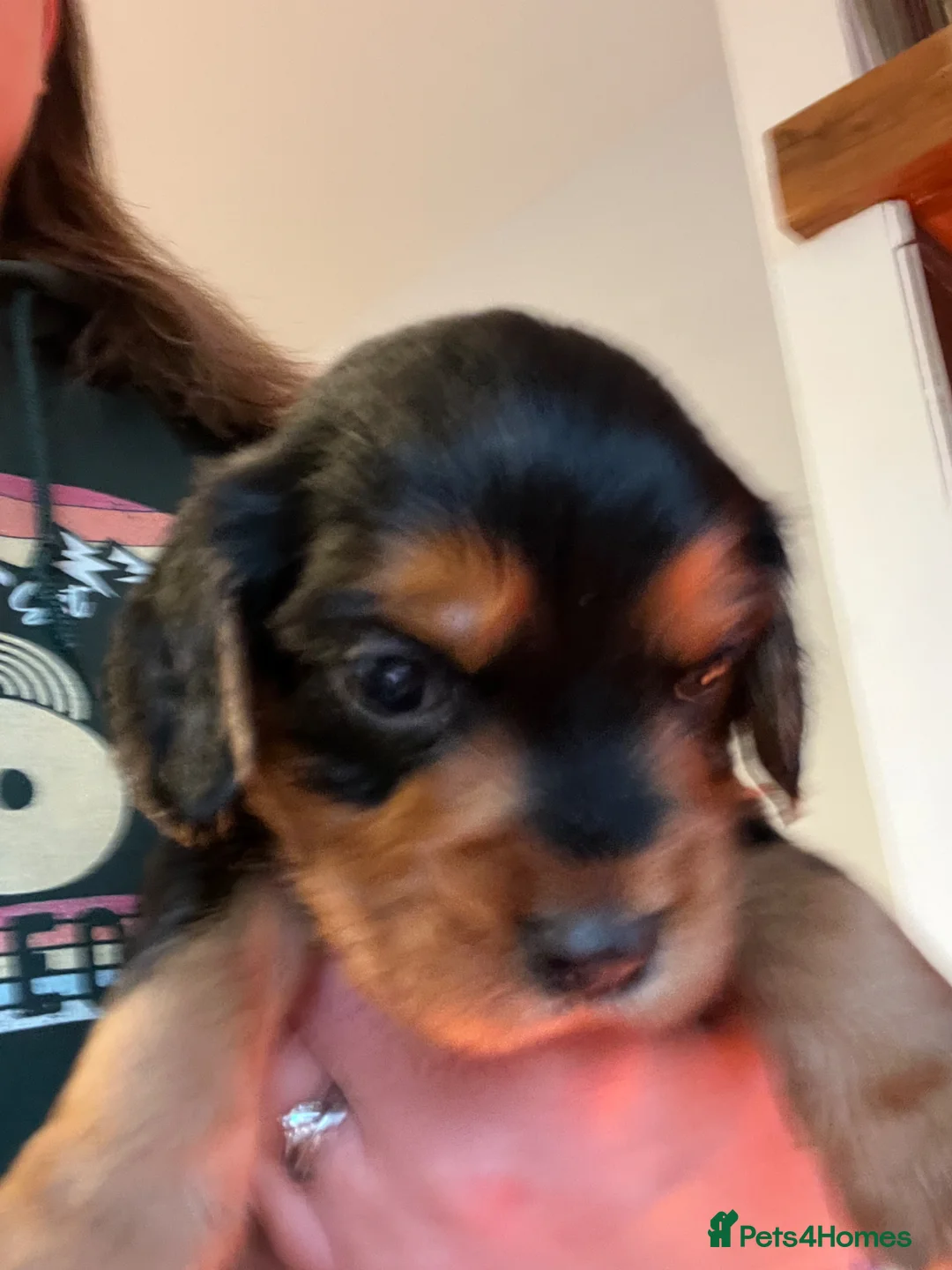 Cocker Spaniel dogs for sale: Beautiful litter of working cocker spaniel puppies - Advert 14