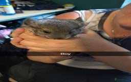 Chinchilla rodents for sale: Baby chinchilla × 3 (male) - Image 2