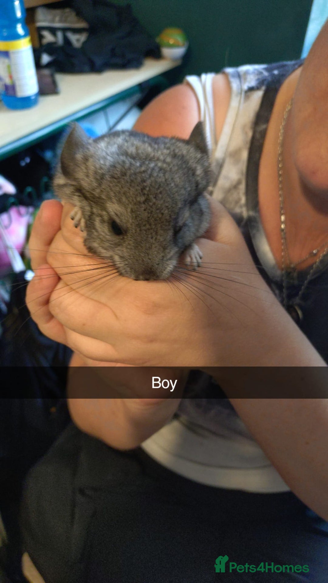 Chinchilla rodents for sale: Baby chinchilla × 3 (male) - Image 2