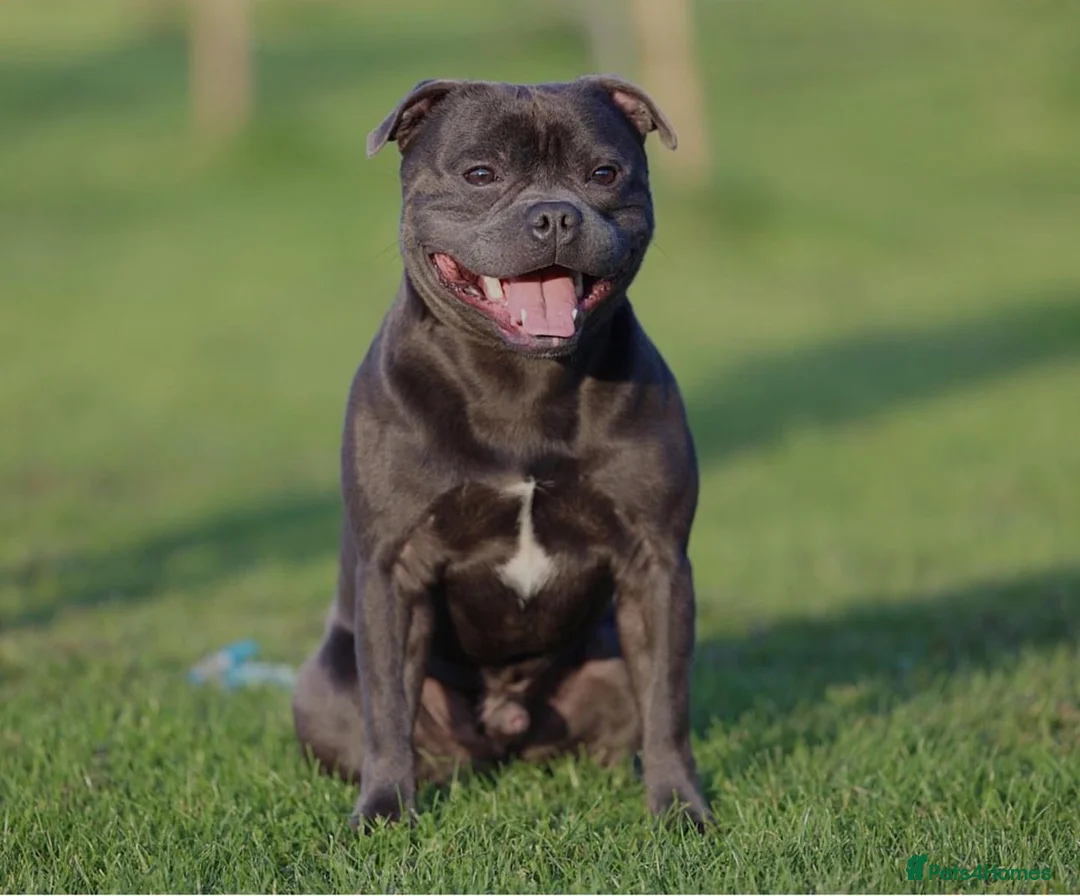 Staffordshire Bull Terrier dogs for sale: Outstanding KC Blue Staffy Puppies in Burton-on-Trent - Advert 13