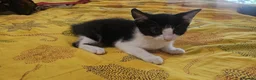 Mixed Breed cats for sale: Adorable kittens looking for loving home in Birmingham - Advert 14