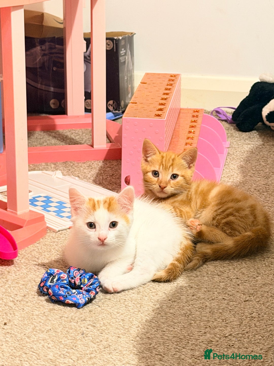 Mixed Breed cats for sale: Male ginger kitten  - Advert 3