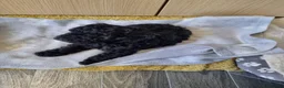 Poodle dogs for sale: Black poodle boy  - Advert 8