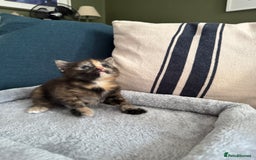 British Longhair cats for sale: Longhair & Shorthair Kittens - Image 3