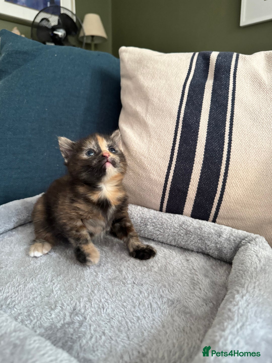 British Longhair cats for sale: Longhair & Shorthair Kittens - Image 3