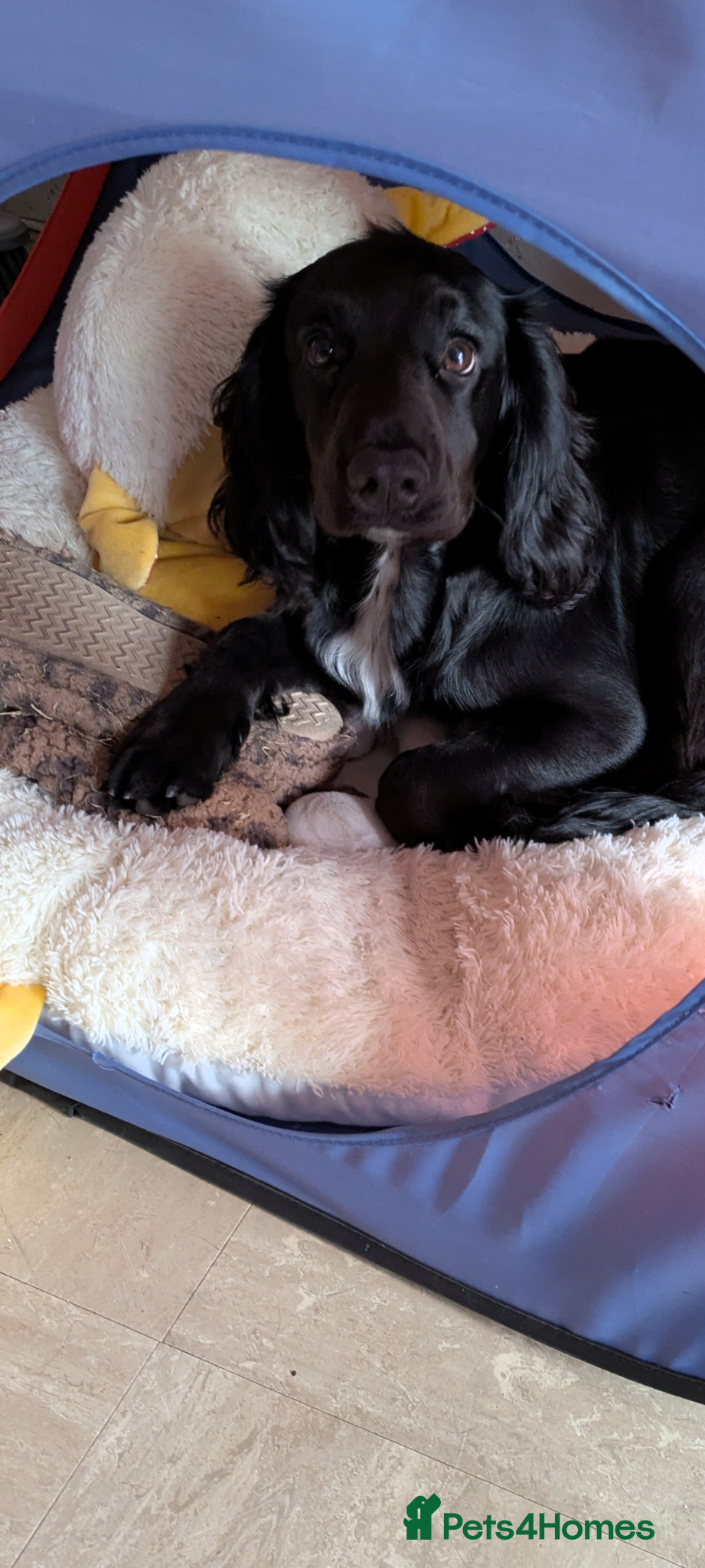 Cocker Spaniel dogs for stud: KC Registered Black Cocker Spaniel Stud (unproven) - Advert 5