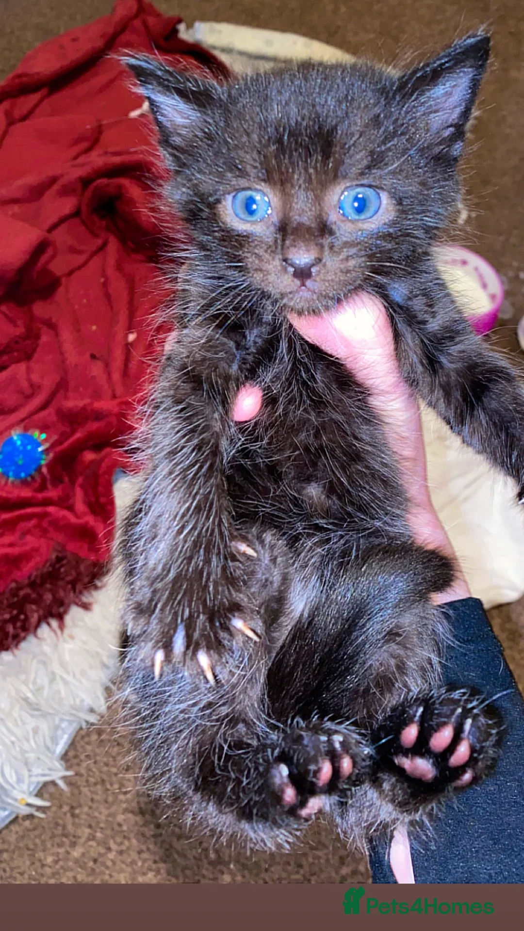 Mixed Breed cats for sale: Kittens for sale in Falkirk - Advert 14