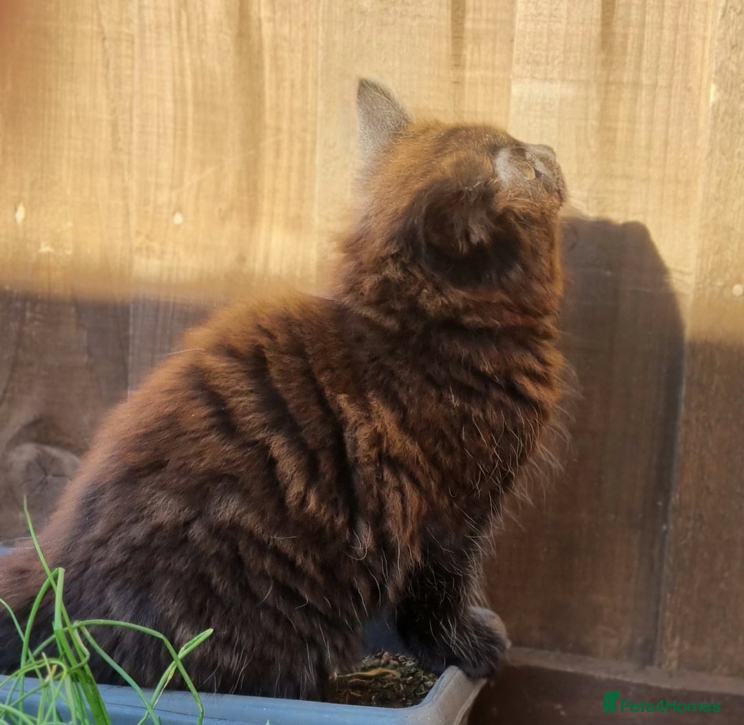 Mixed Breed cats for sale: Cute kittens - Image 21