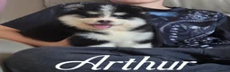 Pomsky dogs for sale: Fully Vaccinated! Ready Now - F3 Pomsky Puppies - Advert 19