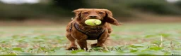 Cockapoo dogs for stud: Cockapoo stud - Advert 2