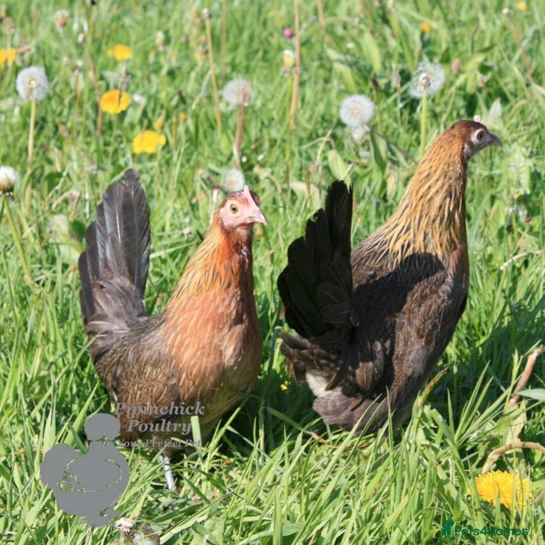 Chickens poultry for sale: Chickens For Sale, Various Breeds - Advert 15