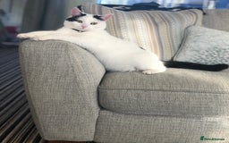 British Shorthair cats for sale: 2 loving beautiful cats  - Image 4