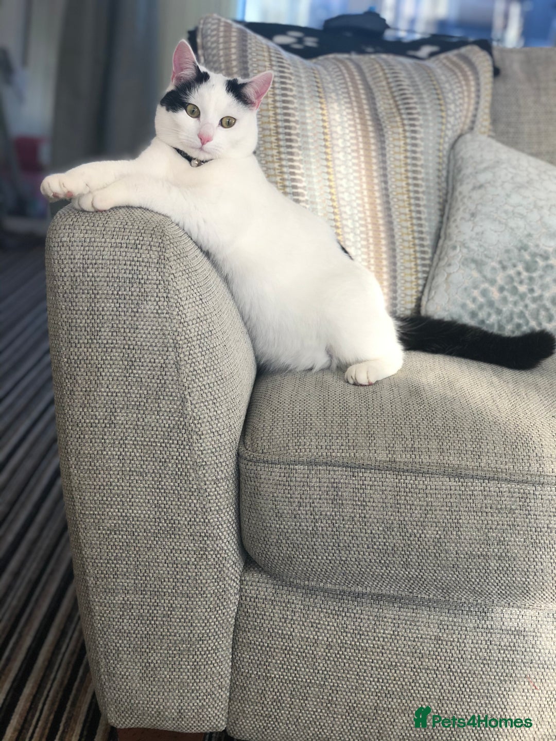 British Shorthair cats for sale: 2 loving beautiful cats  - Image 4