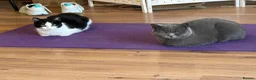 Mixed Breed cats for sale: Looking for a Loving & Caring Home  - Advert 6