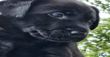 Labrador Retriever dogs - Advert 13