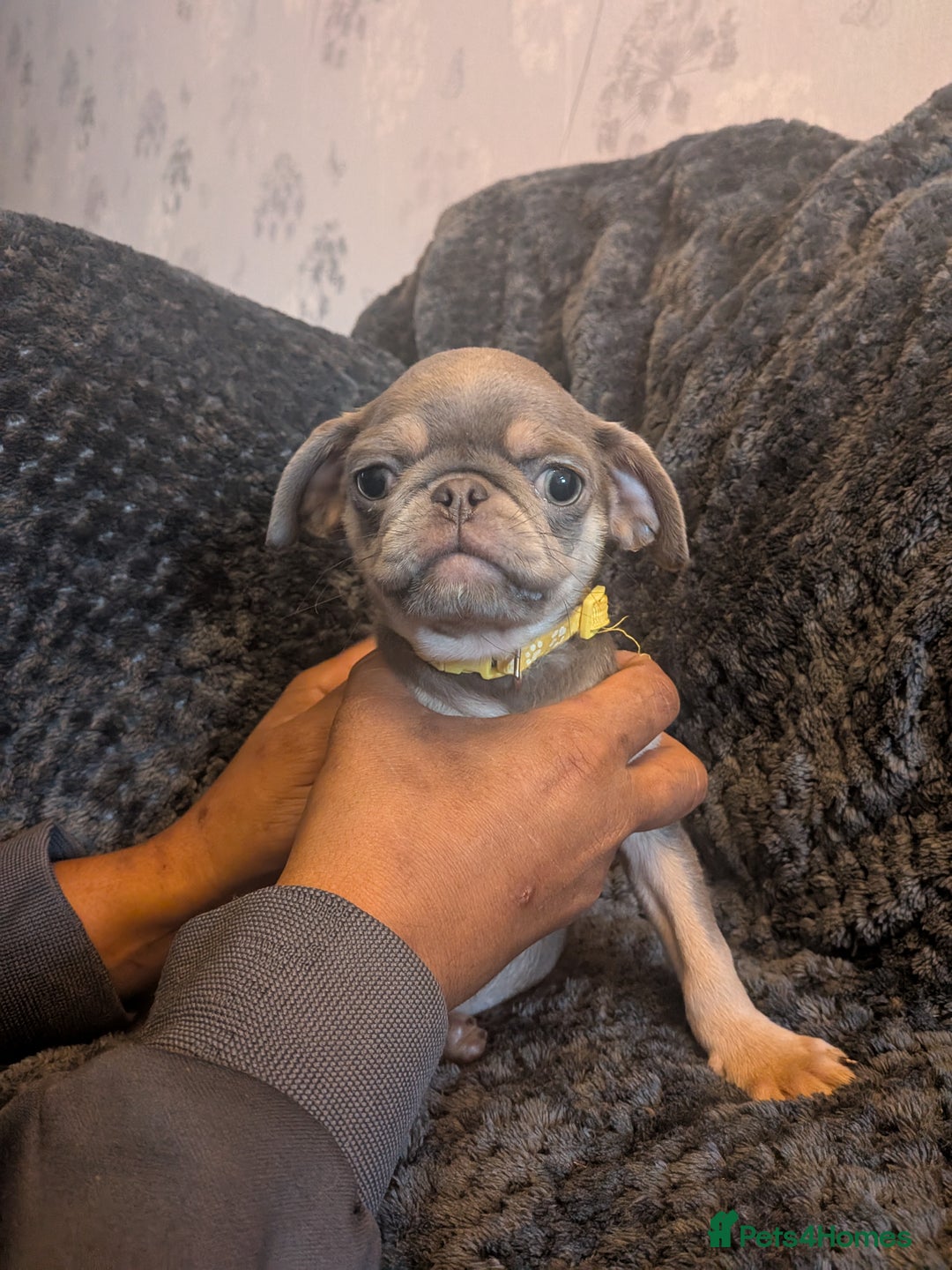 Pug dogs for sale: 2 left quality pug puppies  - Image 2