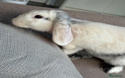 English Lop rabbits for sale: Flip Male Lop Kind, Loyal, Caring - Advert 6