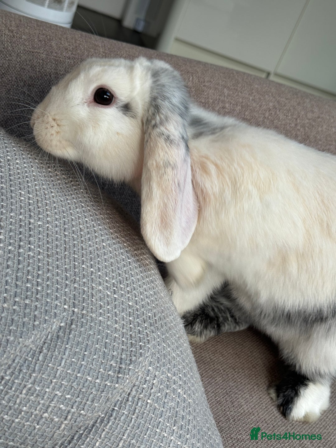 English Lop rabbits for sale: Flip Male Lop Kind, Loyal, Caring - Advert 6