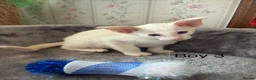 Oriental cats for sale: ✨Gorgeous Oriental Shorthair Kittens  - Advert 14