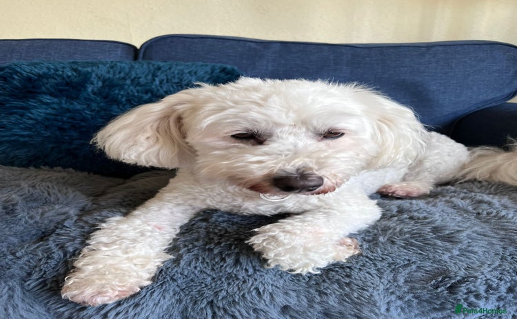 Tibetan Terrier dogs in Salisbury - Advert 1