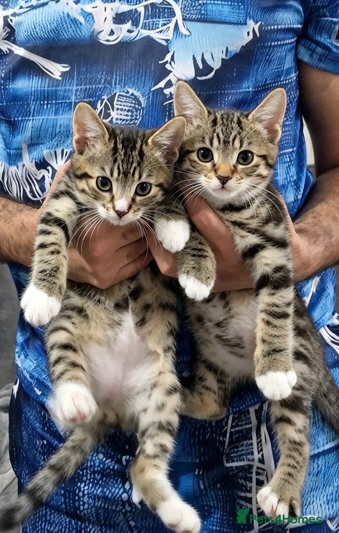 Bengal cats Beautiful Bengal × British Shorthair Kittens - Advert 3