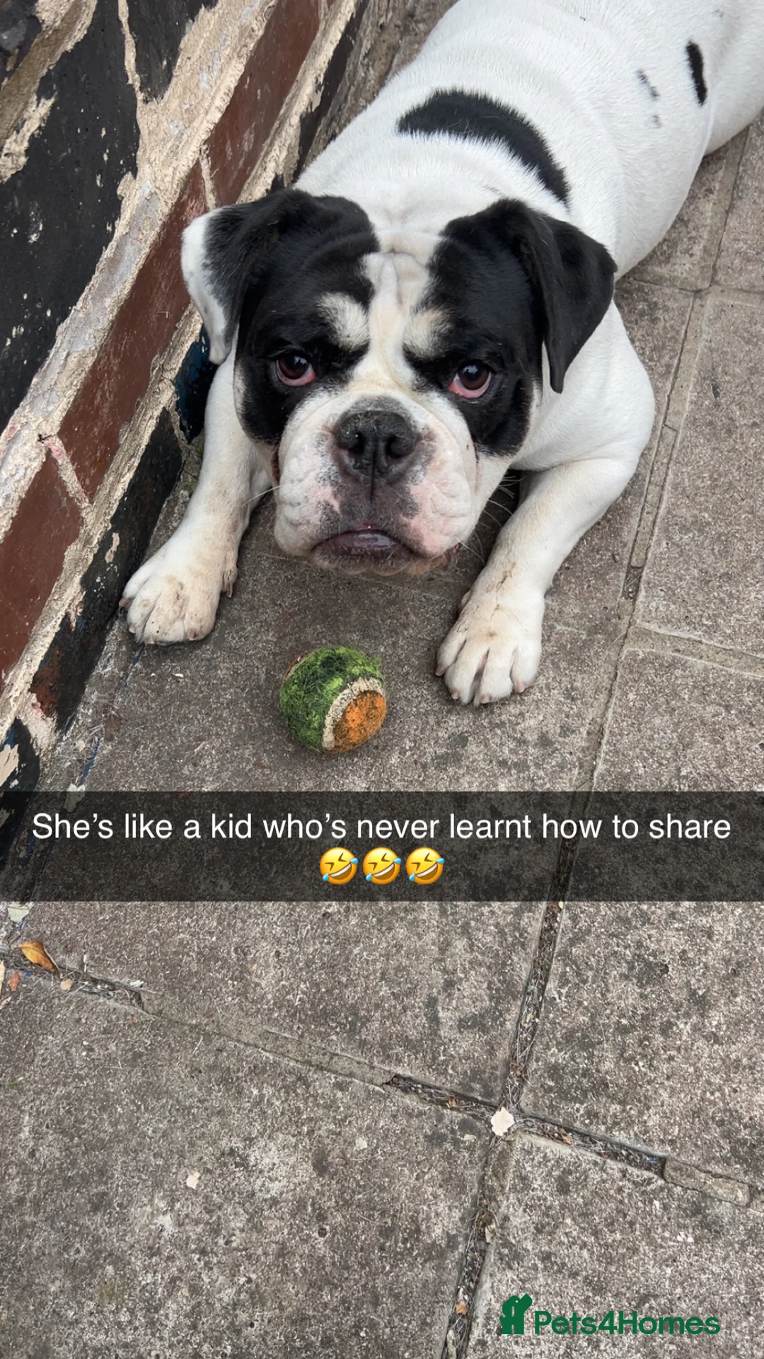 Olde English Bulldogge dogs for sale: Olde tyme English bulldog in Leicester - Advert 5