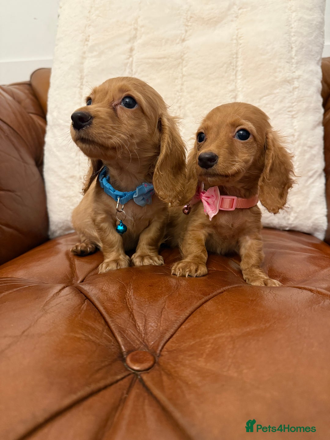 Miniature Dachshund dogs for sale: Beautiful Cream Longcoats Miniature Dachshund  - Advert 10