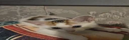Domestic Shorthair cats for sale: Kittens looking for lovely new home. - Advert 3