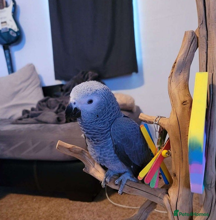 Parrots birds Silver Genius Companion–African Grey Parrots Ready - Advert 7