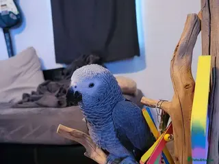 Parrots birds Silver Genius Companion–African Grey Parrots Ready - Advert 7