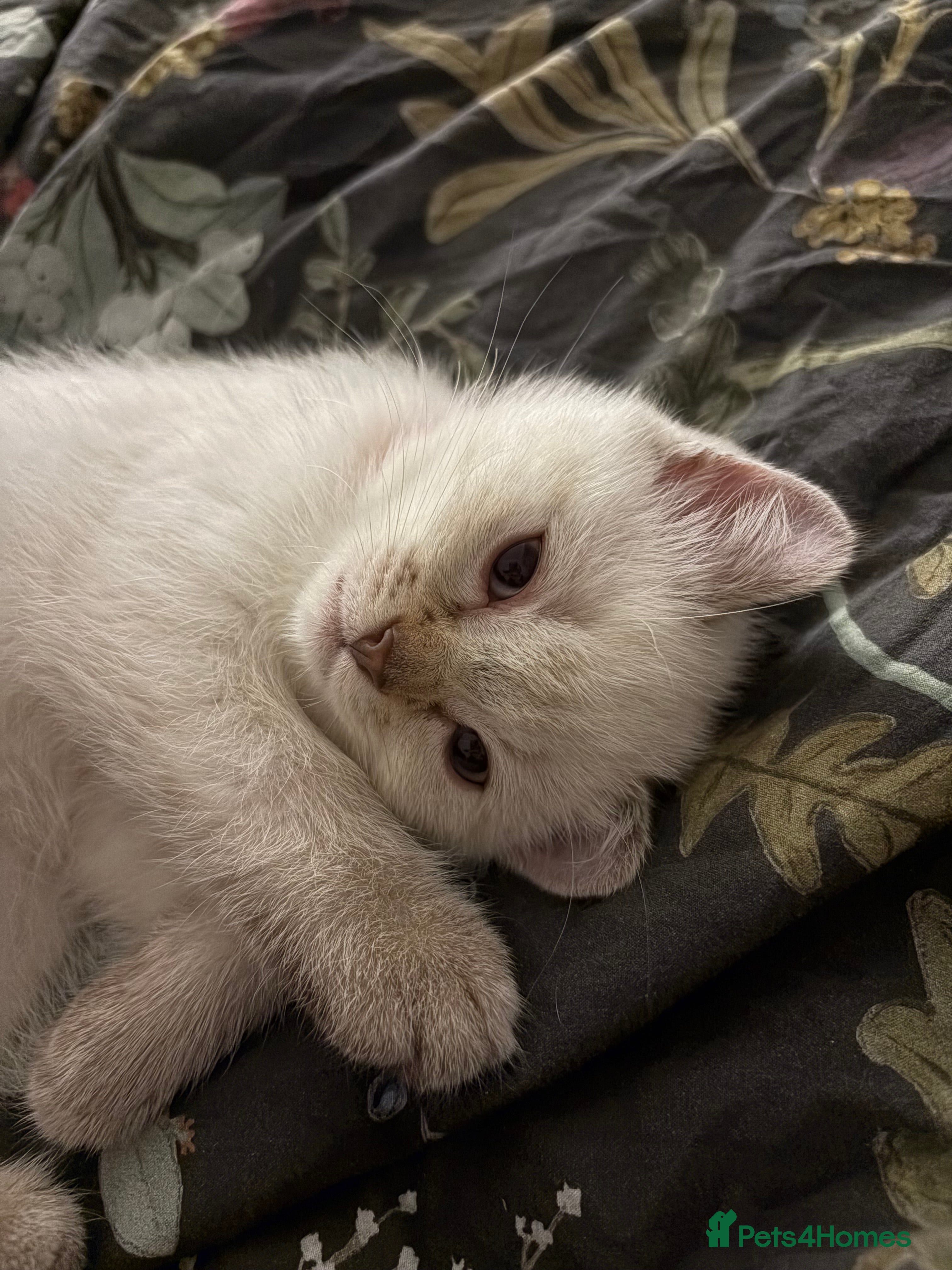 Scottish Fold cats Scottish Fold/Straight Kittens (1 girl 3 boys) - Advert 18