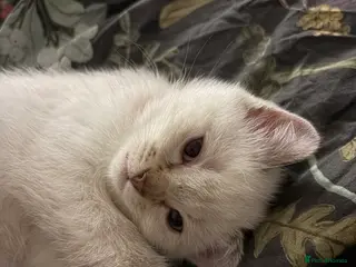 Scottish Fold cats Scottish Fold/Straight Kittens (1 girl 3 boys) - Advert 18