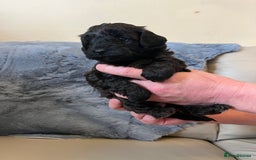 Shihpoo dogs for sale: beautiful shihpoo litter - Image 24