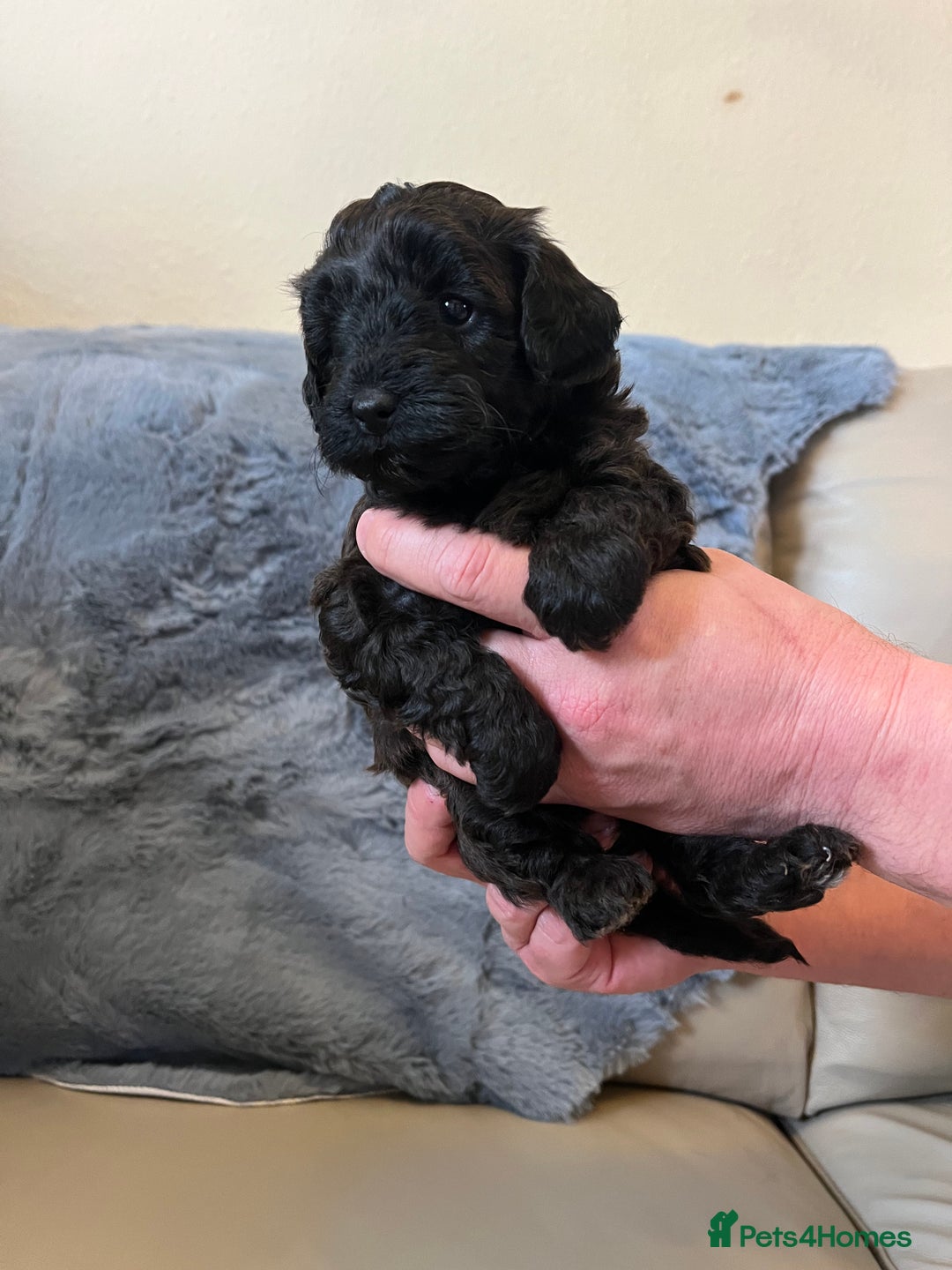 Shihpoo dogs for sale: beautiful shihpoo litter - Image 24