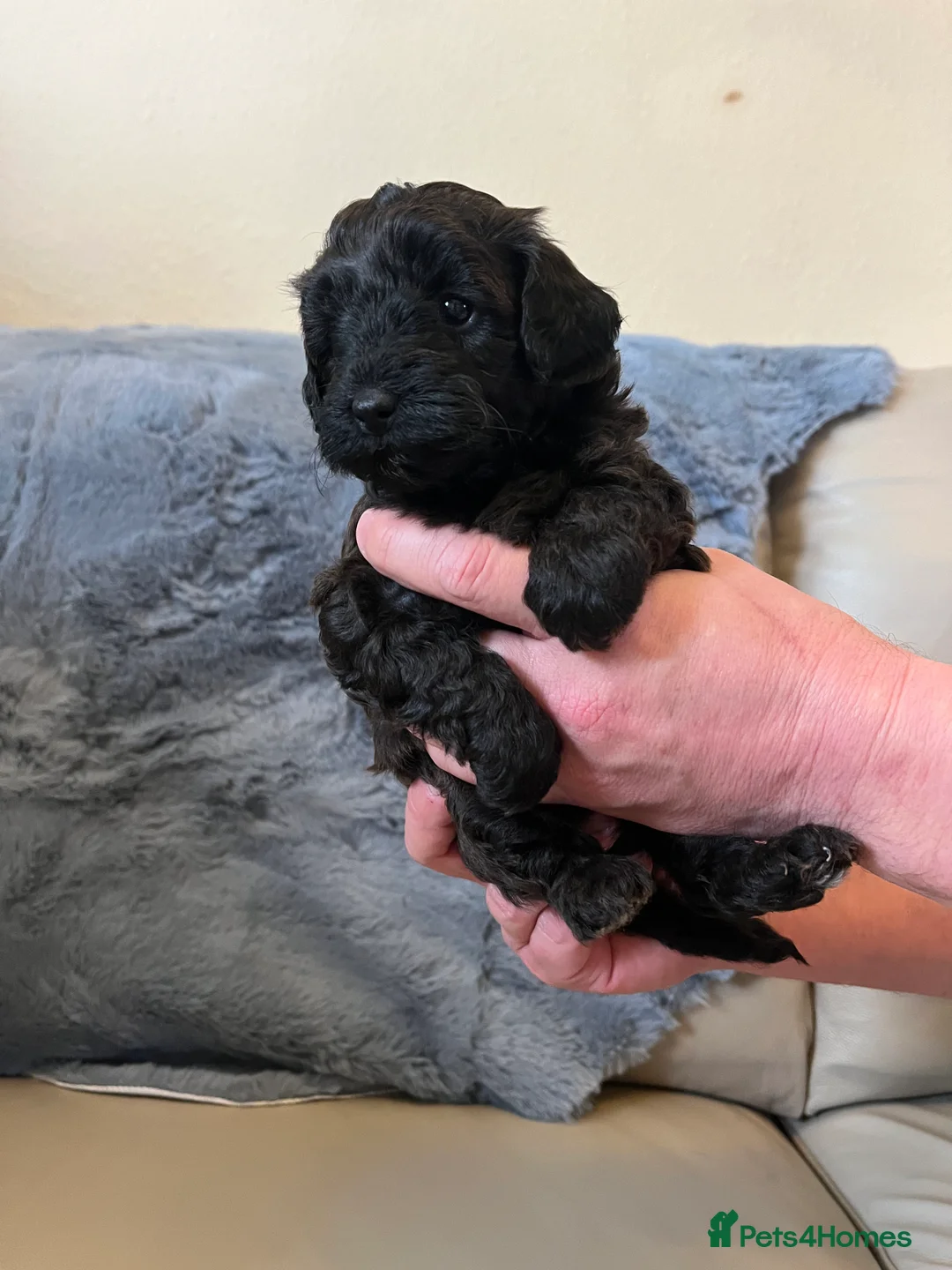 Shihpoo dogs for sale: 1 girl left shihpoo puppy fully vaccinated  - Advert 26