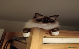 Ragdoll cats for sale: Ragdoll kittens - loving, playful, dog confident - Image 12