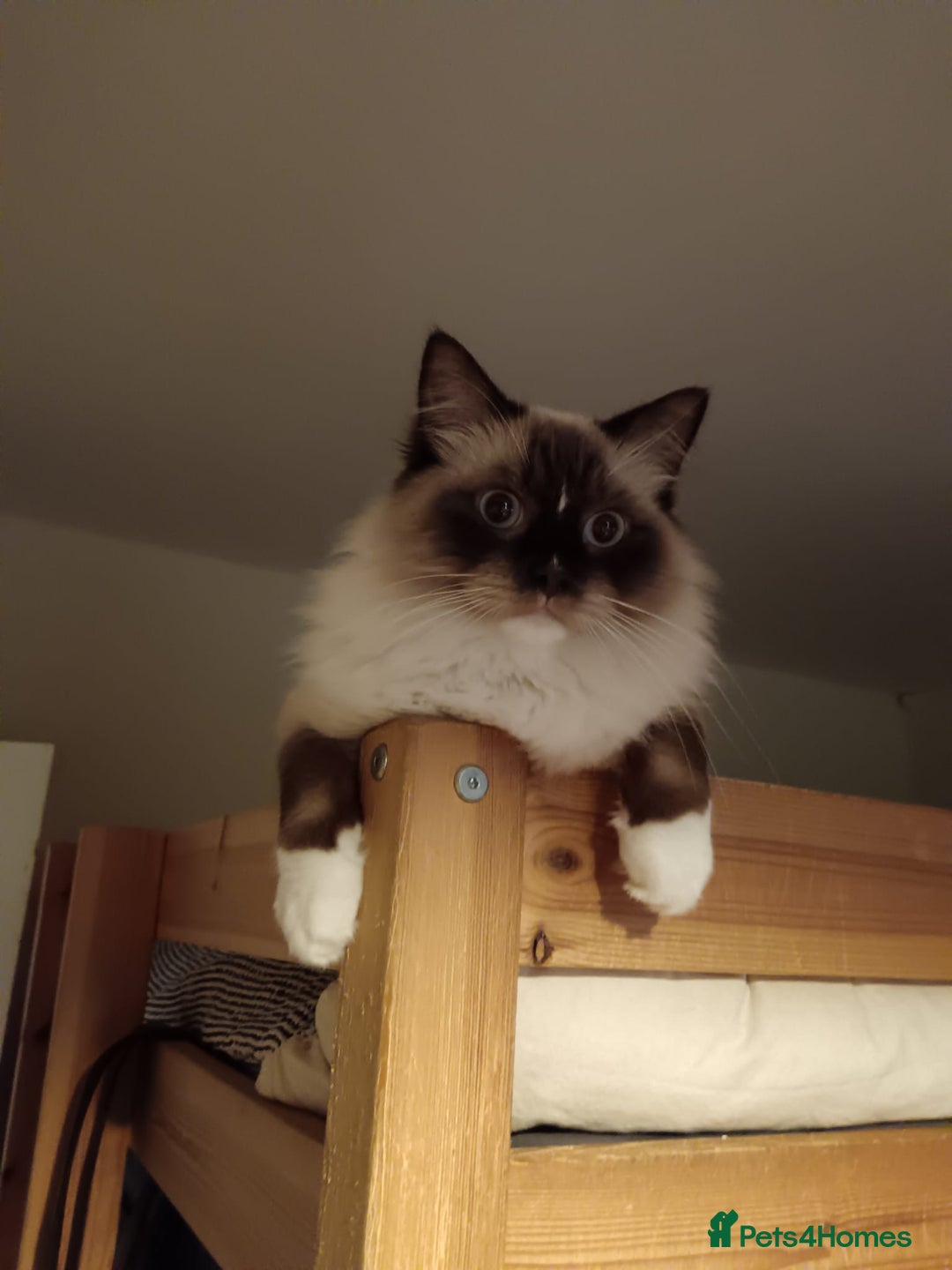 Ragdoll cats for sale: Ragdoll kittens - loving, playful, dog confident - Image 12