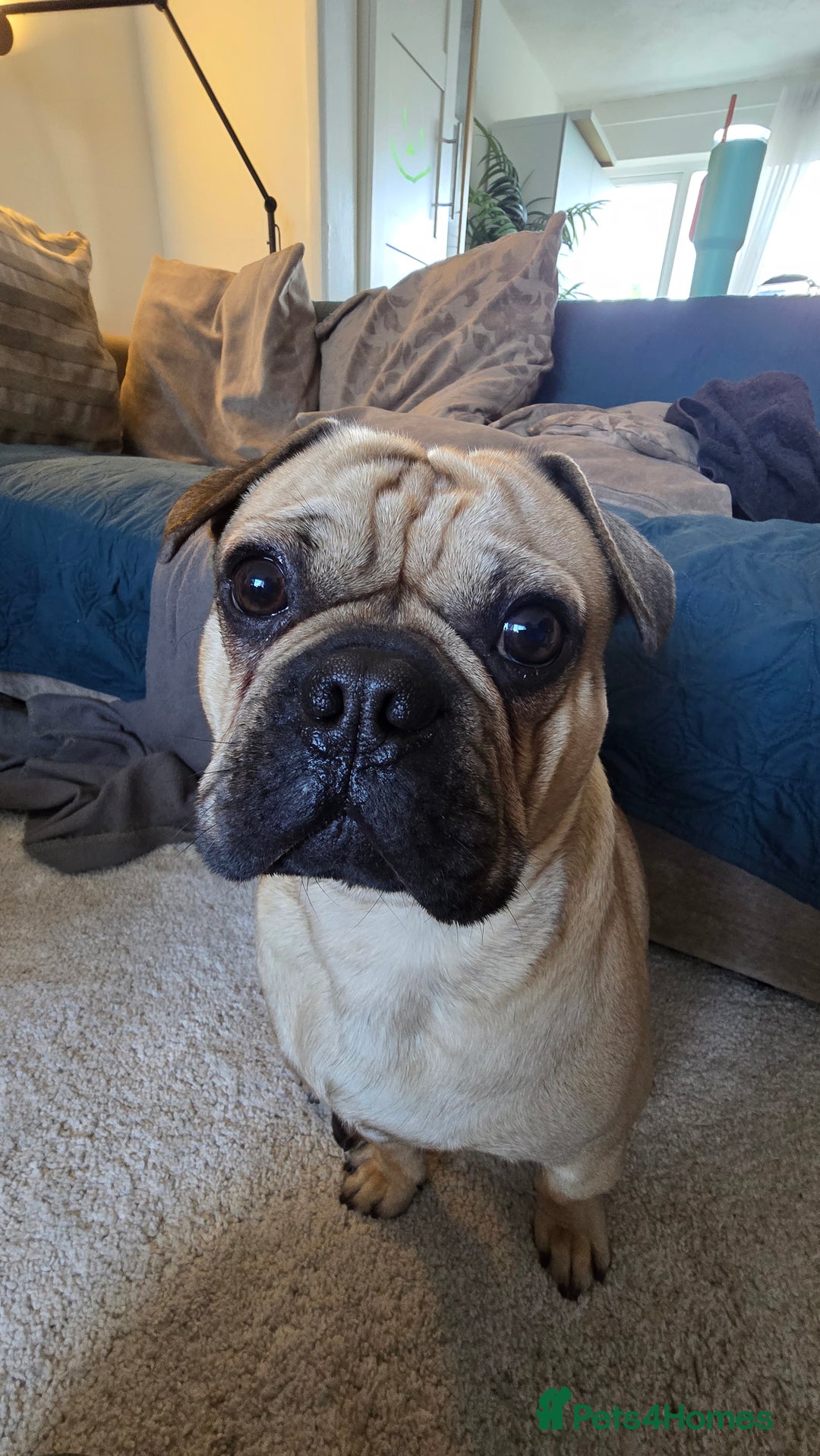 Frug dogs for sale: Beautiful and sweet Frug boy - Advert 3