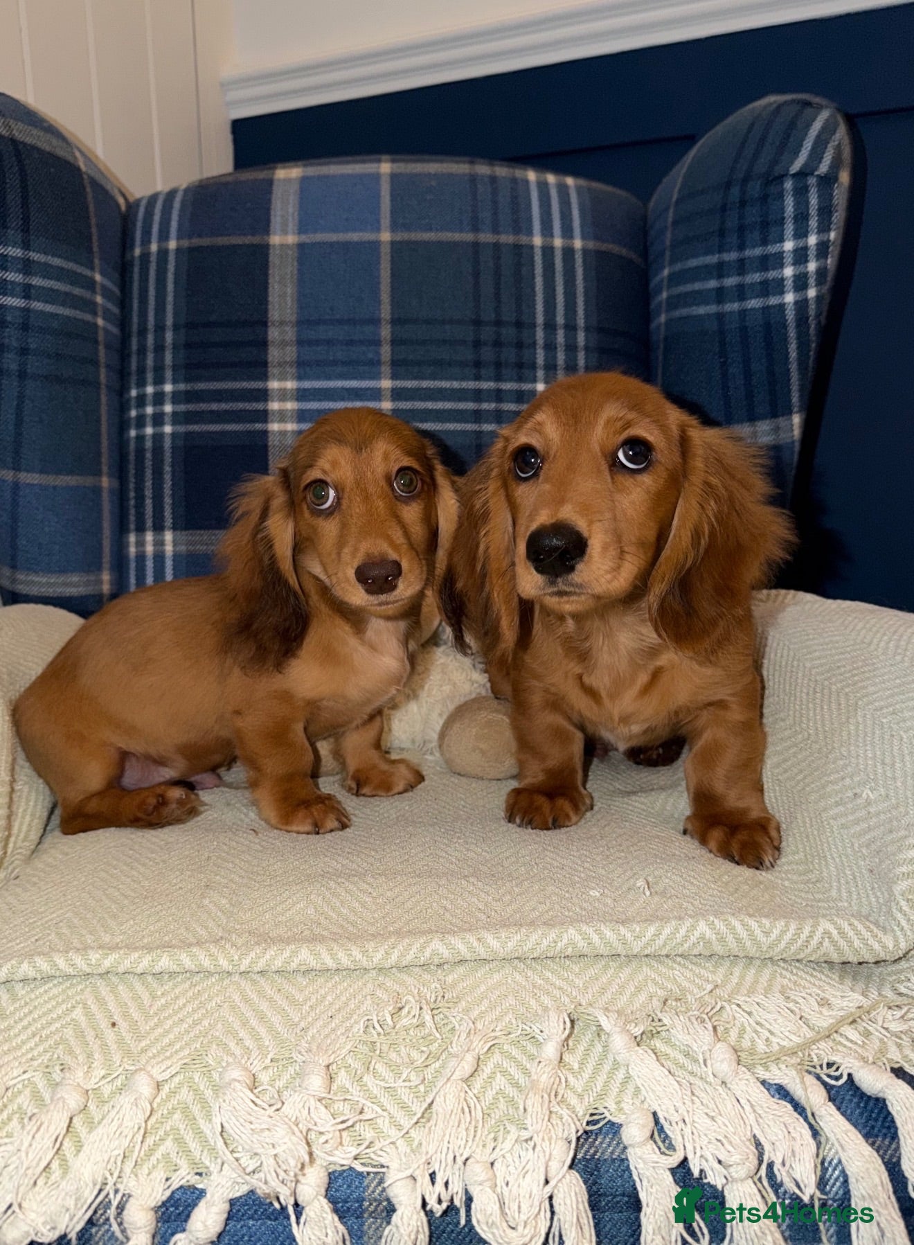 Miniature Dachshund dogs 🩷Stunning Long Haired Mini Dachshunds💙 - Advert 2
