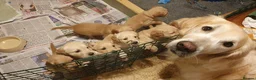 Golden Retriever dogs for sale: 8 Golden Retriever puppies for sale. - Advert 6