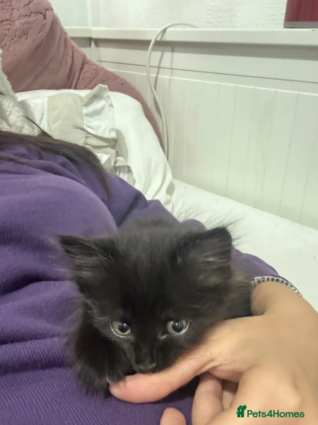 Mixed Breed cats for sale: 2 beautiful long haired female kittens in Swindon - Advert 2